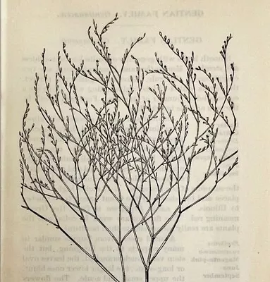 1905 Marsh Rosemary Wild Flower Print Pen & Ink Lithograph Antique 6.75 X 3.75  • $8.75