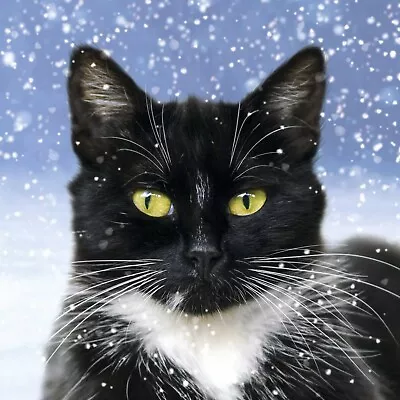 Cats Protection Christmas Cards - Black & White Cat (Pack Of 10 With Envelopes) • £0.99