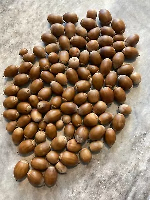 100 Mini White Oak Acorns Decorative • $3.20