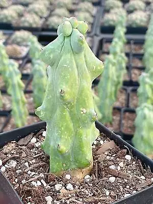 Rare Cactus - Myrtillocactus Geometrizans Fukurokuryuzinboku 'boobie Cactus' (4  • $23.99