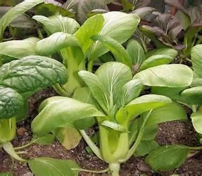 Cabbage Pak Choi Green Stem  3 Gram ~  1500 Seeds • £2.49