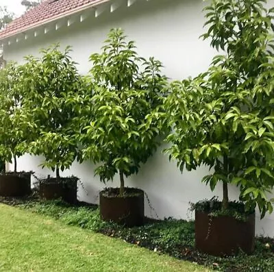 FRAGRANT LIVE PLANT Magnolia Michelia Champaca Yellow Joy Perfume Tree • $55