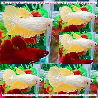 Yellow Dragon Halfmoon Female - IMPORT LIVE BETTA FISH FROM THAILAND • $22