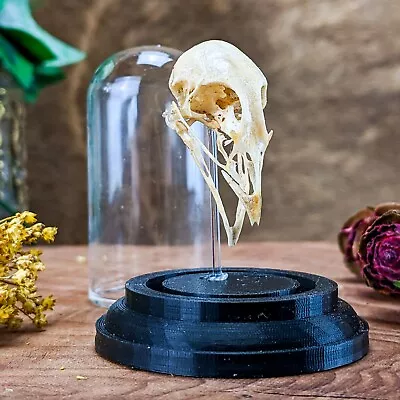 W11b Quail Skull Head Mount Preserved Taxidermy Oddities Curiosities Dome Dsply • $28.99