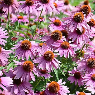 100 X ECHINACEA Purpurea Seeds Purple Coneflower - Quality Seeds *Fast Dispatch* • £2.49