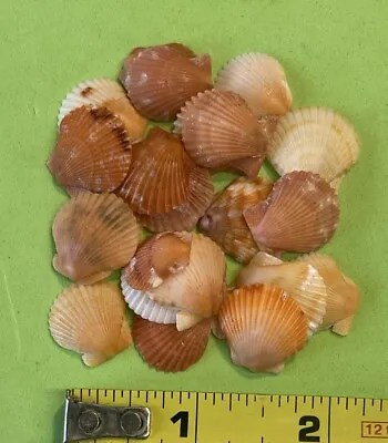 20 Hard To Find Tiny Orange Calico Scallop Seashell Hand Picked Washed Sanibel • $12.95