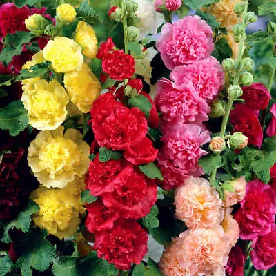 Flower - Hollyhock Chaters Mix - 50 Premium Quality Seeds - First Class Postage • £3.49