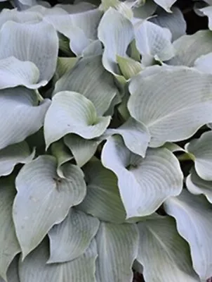 £7.99 • Buy Hosta Blue Wedgewood Medium Hosta At Maturity Bare Root Ex 10cm