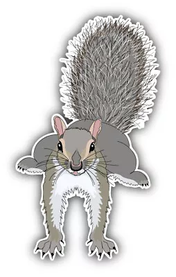 Squirrel Animal Car Bumper Sticker Decal • $2.75