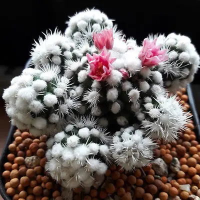 6CM Mammillaria Gracilis Cv.Arizona Snowcap Succulent Cactus Live Plant Rare • $17.99