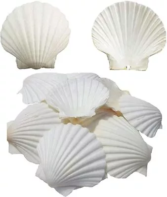 6PCS Scallop Shells For Serving FoodBaking Shells Large Natural White Scallo... • $18.39