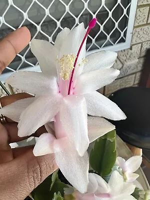 2x Cuttings 3 Segments Zygo Cactus  “Millie” Schlumberga • $13