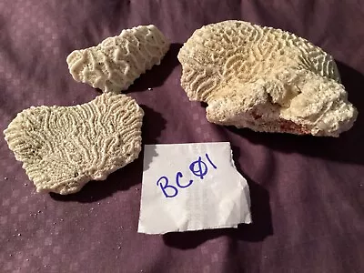 Brain Coral BC01 • $7.95