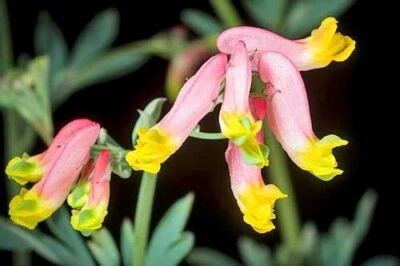 $13.79 • Buy Corydalis Sempervirens | Pale Corydalis | 50 Seeds