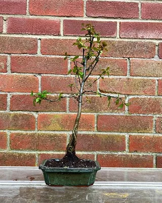 Crab Apple Outdoor Bonsai Tree • £30