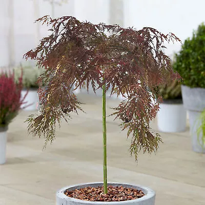 Acer Inaba Shidare Tree | Vibrant Japanese Maple Potted Trees For Small Gardens • £32.99