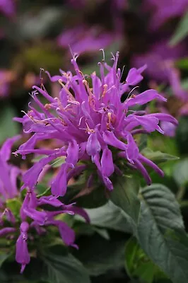 Monarda 'Balmy Lilac' - 1 X 1 Litre Pot - ESTABLISHED PLANT • £14.50