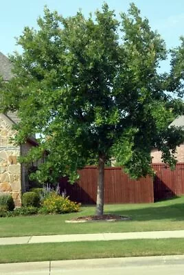 CHINKAPIN OAK (1) TREES 6-8  In Container W/free Orange Tree (cousin To Bur Oak) • $14.99