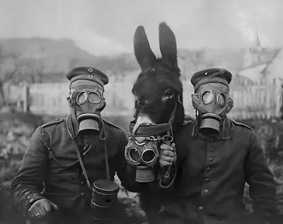 WWI German Soldiers & Mule Wearing Gas Masks 1916 Enhanced Reprint Photograph • $29.50