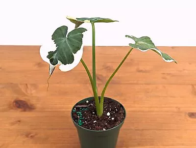 Alocasia Mickey Mouse - Xanthosoma Albo Variegata - Live House Plant • $29