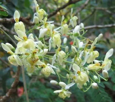 Moringa Oleifera | Miracle Tree | Drumstick Tree | Horseradish Tree | 25 Seeds • $3.79