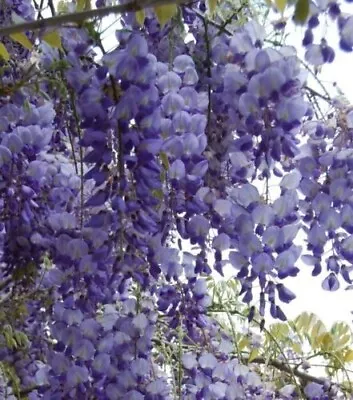 £3.11 • Buy Chinese Wisteria Sinensis - 5+ Seeds - Samen - Graines - W 009