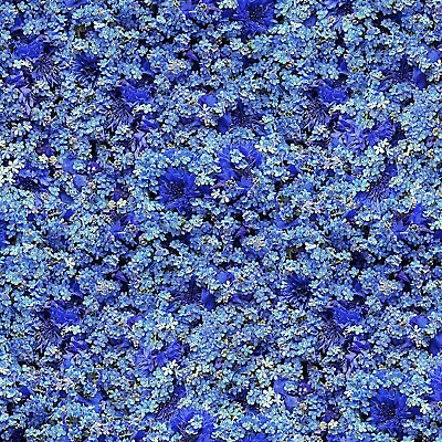 Maywood Studio - Hand Picked Forget Me Not - Forget Me Not - Blue Fabric BTY • $12.45