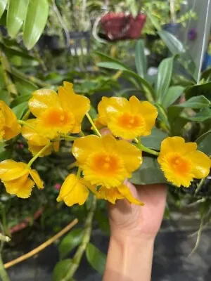 $45 • Buy Dendrobium Chrysotoxum -Fragrant