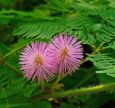 Mimosa Pudica - Sensitive Plant - 20 Seeds Greenhouse Perennial • £1.19