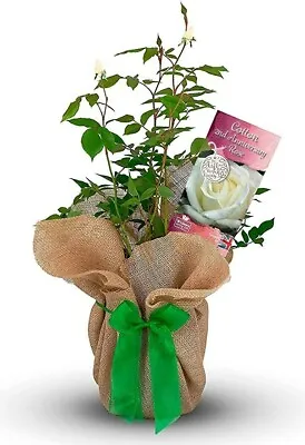 £27.99 • Buy Cotton Wedding Gift Rose - 2nd Anniversary Gift - Gift Wrapped With Huge Bow