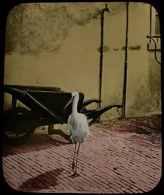 £15 • Buy STORK IN THE FISH MARKET THE HAGUE HOLLAND C1892 PHOTO Magic Lantern Slide