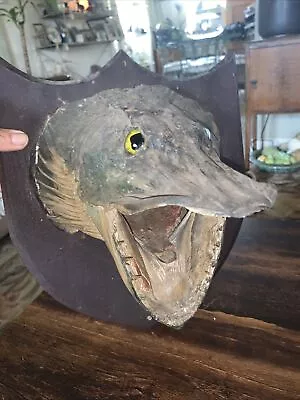 Vintage Muskie Fish Head Shoulder Wall Mount Taxidermy Glass Eyes Antique Shield • $225