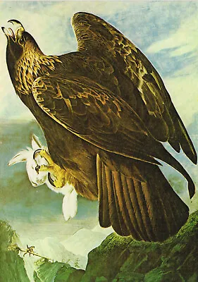 £3.39 • Buy Golden Eagle Bird Print Picture John James Audubon Vintage 1978 BOA#95