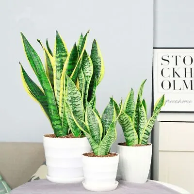 50 Sansevieria Seeds Bonsai Purifying Air Potted Plants  • $4.39