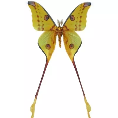 Argema Mittrei Green Yellow Comet Moth Male Madagascar UNMOUNTED/WINGS CLOSED • $64