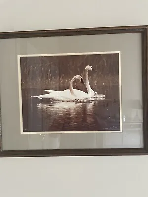 Thomas D. Mangelsen Signed-Trumpeter Swans & Babies Framed Photo • $129