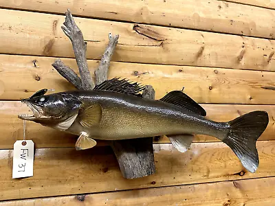 Real Skin Mount Walleye Pike Northern Musky Bass Sauger Fish Taxidermy FW37 • $259