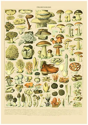 Mb06 Mushrooms Chart Botanical A4 Poster Print • £3.48