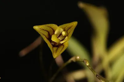 Masdevallia Rubileoixchelorum Miniature Orchid Mounted • $65