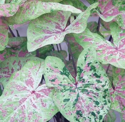 (2) Jumbo Seafoam Pink Mammoth Caladium Rare Bulbs • $18