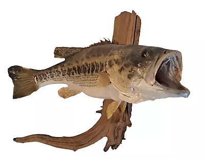 20 Inch Largemouth BASS Taxidermy Wall Mount Driftwood OFFERS WELCOME  • $150