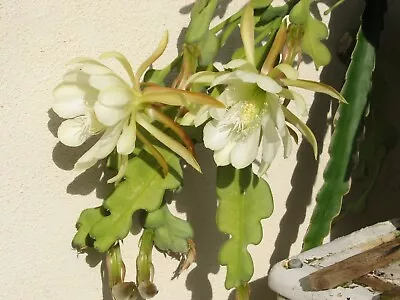 Crenatum Chichicastenago Epiphyllum Cactus Cutting • $10