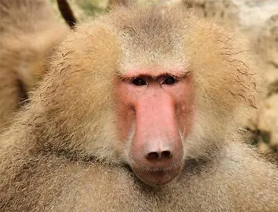 BABOON GLOSSY POSTER PICTURE PHOTO Monkey Jungle Ape Chimp Gorilla Decor 403 • $11.99