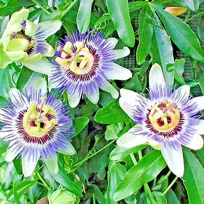 £15.99 • Buy Passiflora Caerulea Blue Passion Flower