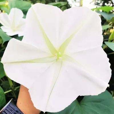 Moonflower Seeds | Huge Tropical White Night Blooming Flower Seed I. Alba 2024 • $3.95