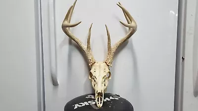 Tall 4x4 WHITETAIL DEER RACK FULL SKULL Mule Elk Shed Antlers Taxidermy Moose • $190