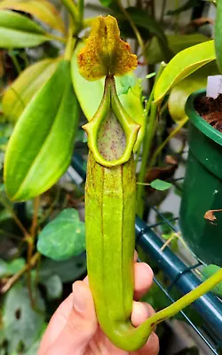 Nepenthes Maxima  Toraja  (Sulawesi) Carnivorous Plant • $50