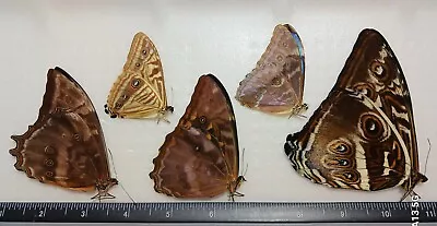 Lot Of 5 Blue Morpho Mixt A- Unmounted Wings Closed From-peru  • $65