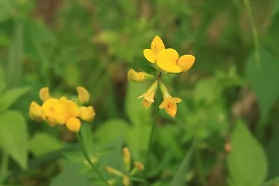 Birdsfoot Trefoil Seeds Lotus Corniculatus UK Native Wildflower 350 To 1400 • £2.99