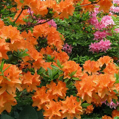 1 X Orange Azalea Japanese Evergreen Shrub Hardy Garden Plant In Pot • £9.99